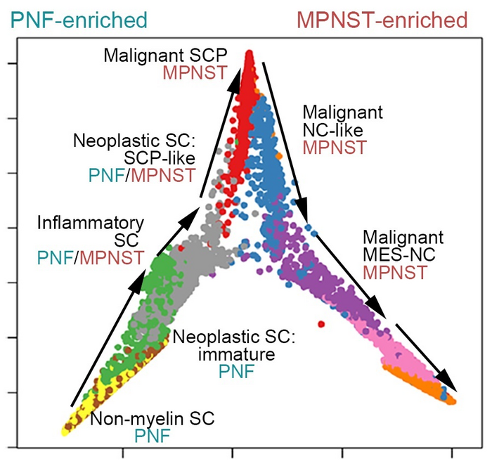 Tumor cell-state trajectories