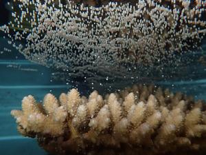 A spawning stony coral Acropora