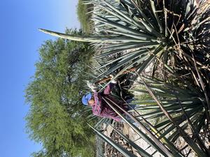 Agave plants