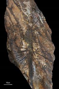 Fossil specimen of the new species