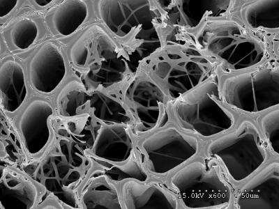 Micrograph of J. Argillacea on Pine Wood