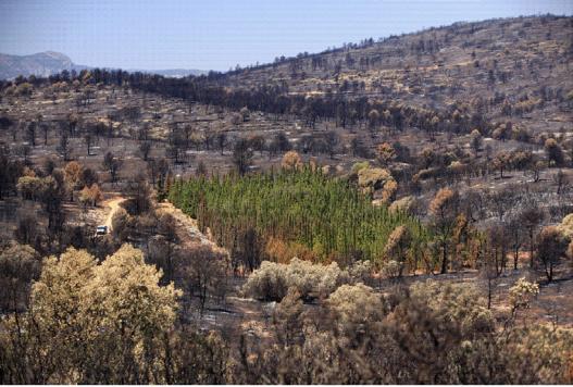 Green Barriers of Cypresses Could Reduce Fire Initiation Risk