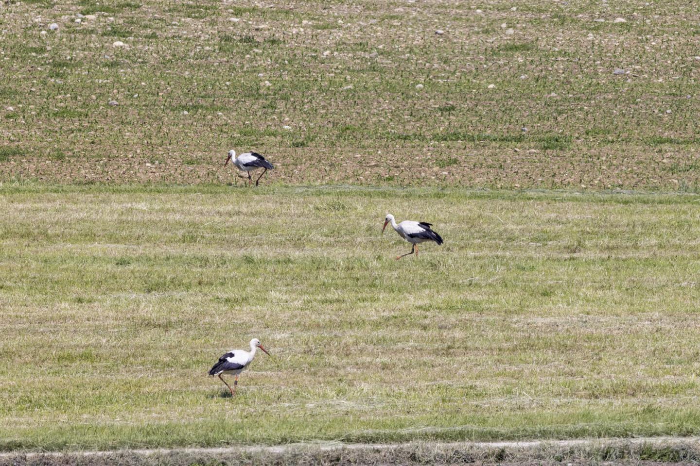 Storks on freshly mown meadow