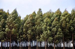 Eucalyptus in Kenya