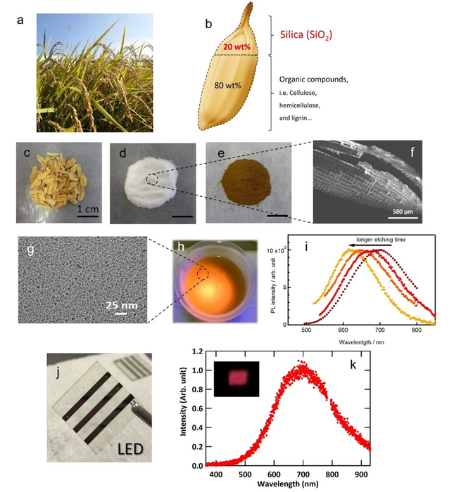 World’s first LED light developed from rice husks