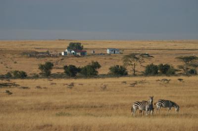 Zebra at the Edge of the Mara