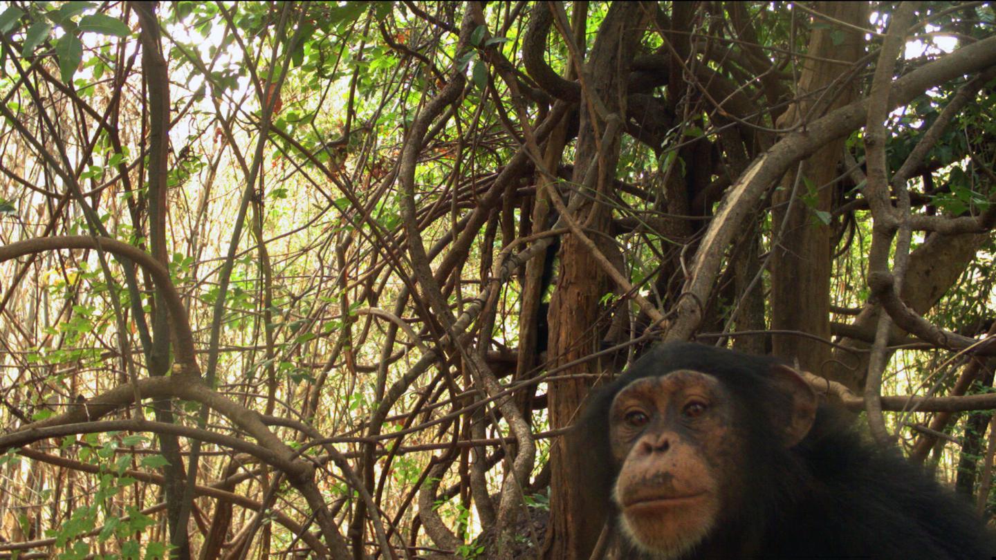 West African Chimpanzee in Niokolo-Koba National Park