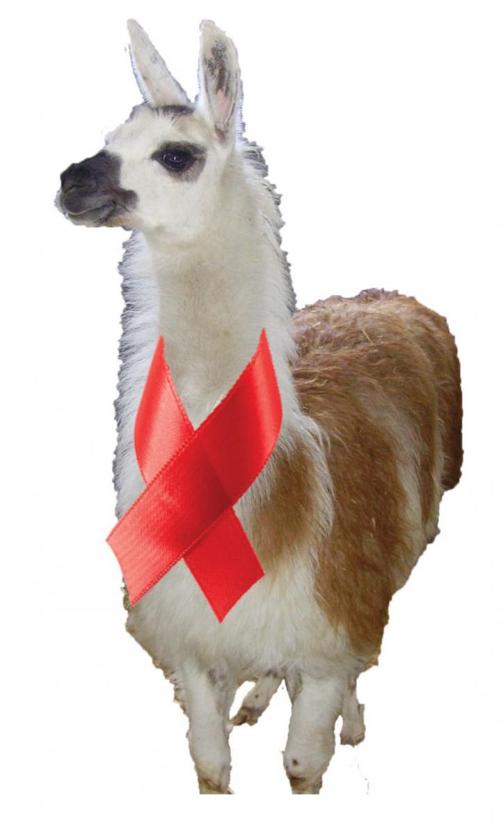 Llama