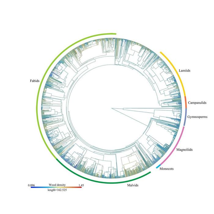 Phylogenetic tree of wood density for 2,621 species investigated in this study