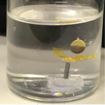 Inspired by a Coral Polyp, This Plastic Mini Robot Moves by Magnetism and Light