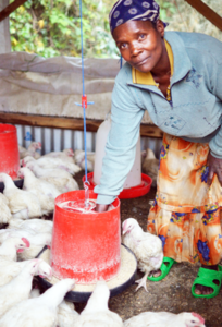 Broiler Production at Work