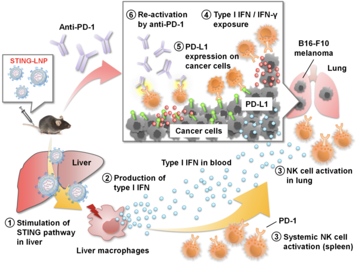 Summary for reducing anti-PD-1 resistance by STING-LNP