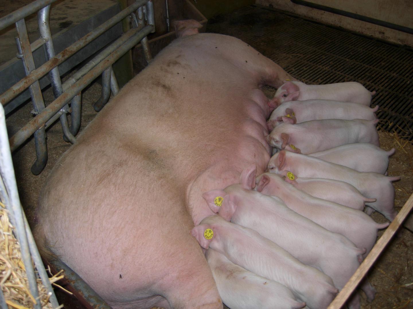Piglets Nursing