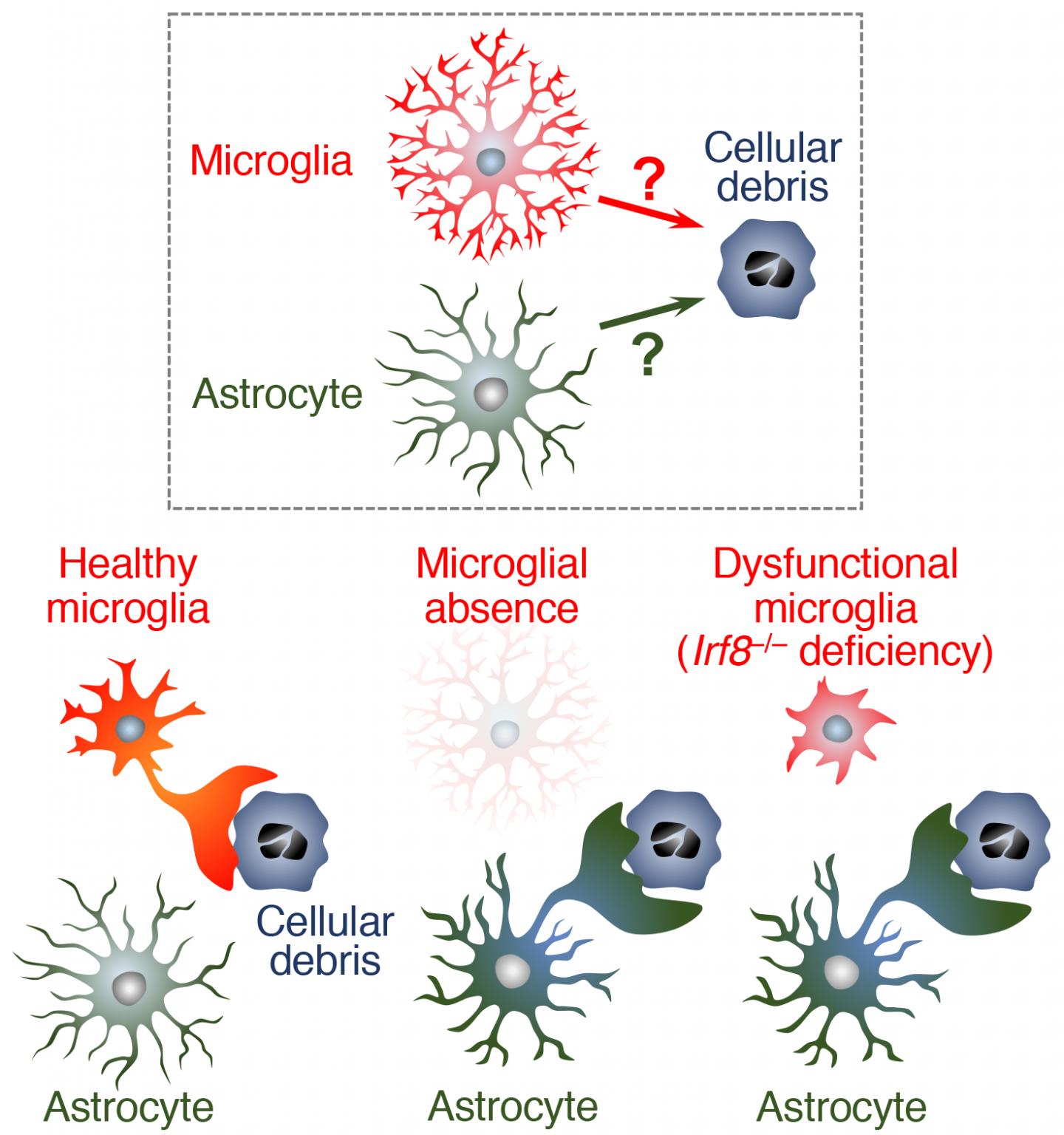 Astrocyte functioning as a backup to microglia