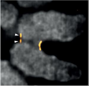 Bipartite organization of the centromere