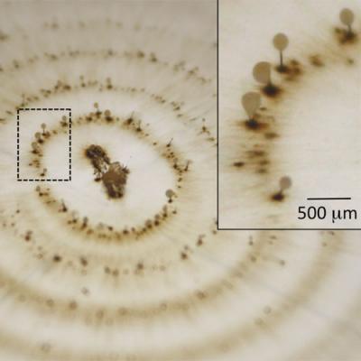 Colony of Fungus with Manganese Deposits