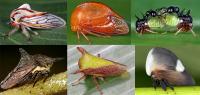 Treehopper Diversity