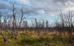 Forest killed by moths