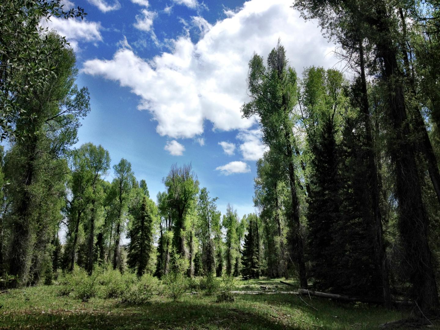 Narrowleaf Cottonwood Trees
