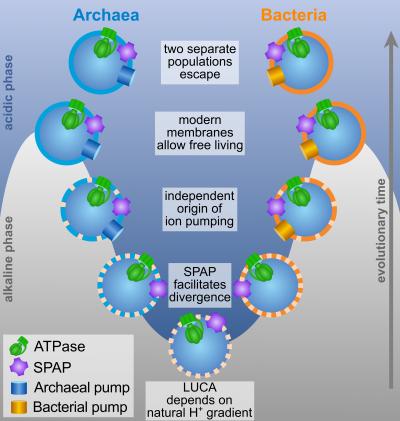 Divergence of Archaea and Bacteria