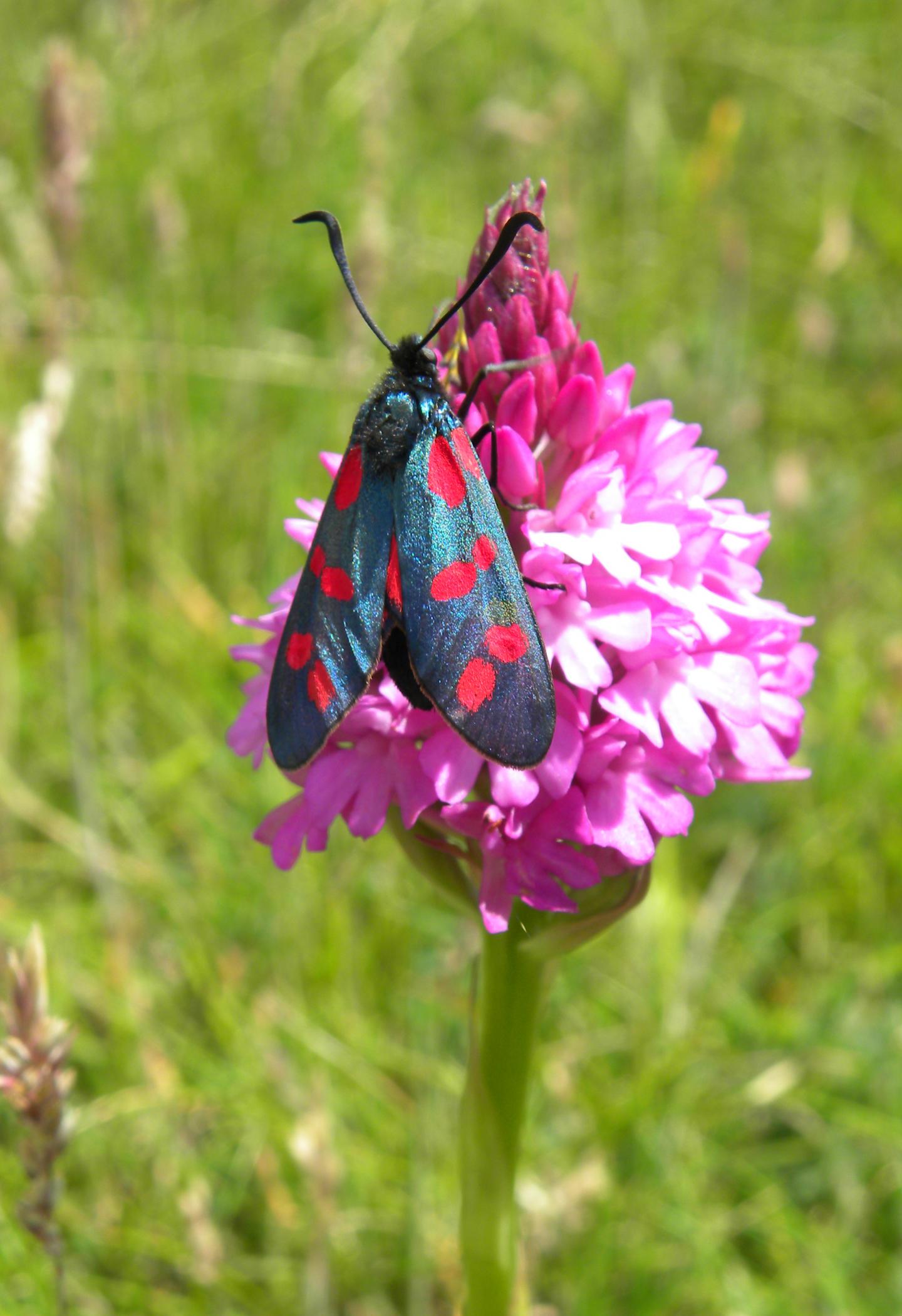 Six-spot Burnet Moth 2