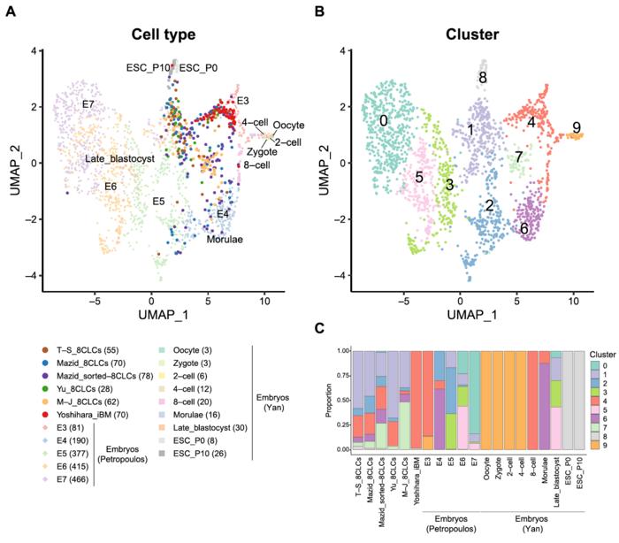 Comparative analysis of scRNA-seq data of human 8-cell-like cells (8CLCs) and pre-implantation embryos