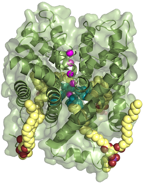 Ribbon Diagram