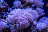 Coral research breakthrough