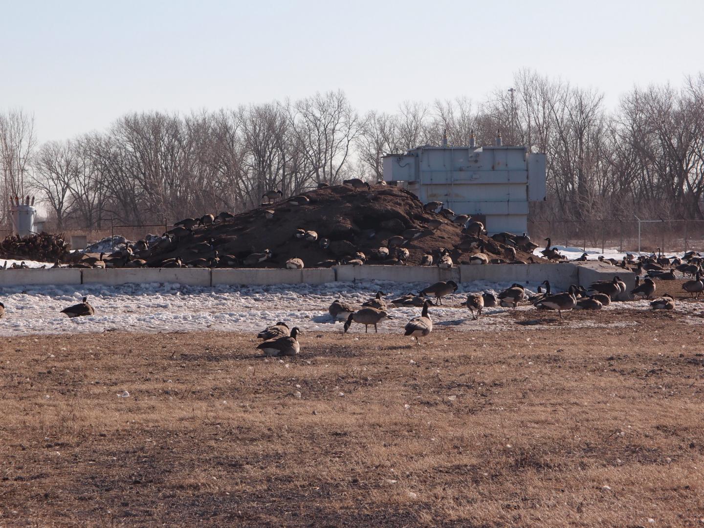Canada Geese Spending the Winter in Chicago