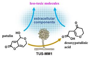 The mold TUS-MM1 can degrade the patulin mycotoxin.