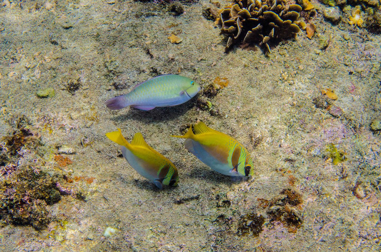 Parrotfish and rabbitfish in Thailand