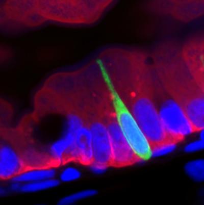 Zebrafish Enteroendocrine - 1