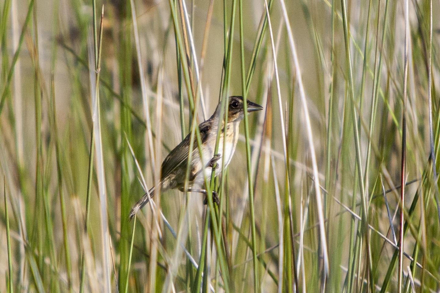 A Seaside Sparrow (<i>Ammodramus maritimus</i) in the Salt Marshes
