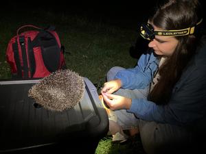 Katie Crawford surveying a hedgehog 1. Credit Julia Nowack