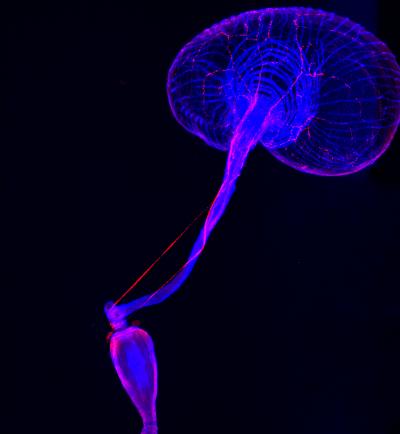 Nerve Cells in the Gut of the <I>Drosophila melanogaster</I> (3 of 3)