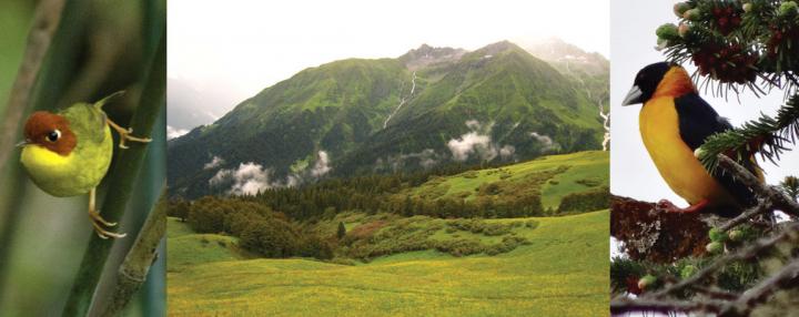 Upper Temperate Forest