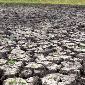 Future Proofing Crops