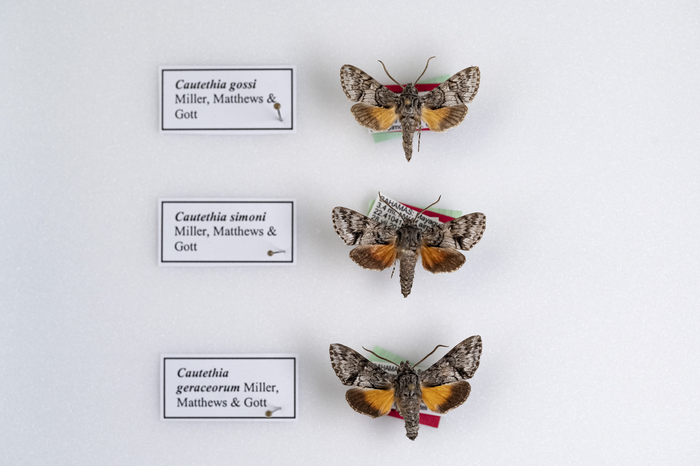 New moth species
