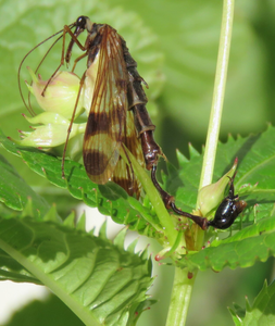 large scorpionfly from Nepal named Lulilan obscurus