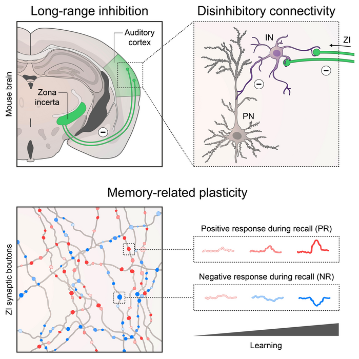 Zone of uncertainty in the brain influences its ability to form new memories