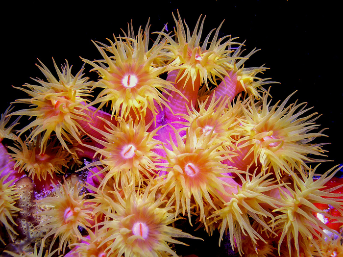 Scleractinian coral in Guam