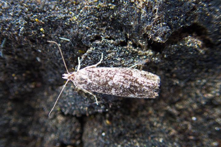 Larch Budmoth walking on tundra, Vize Island
