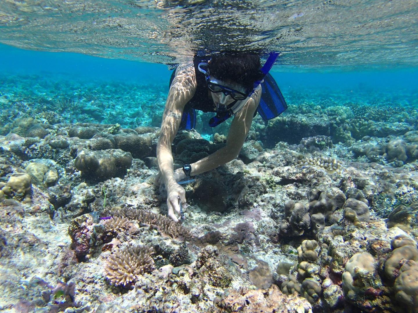 Stress Responses Help Some Corals Handle the Heat (2 of 7)