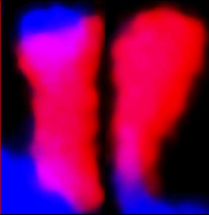 Chromosome satellite for American and Chinese chestnut species