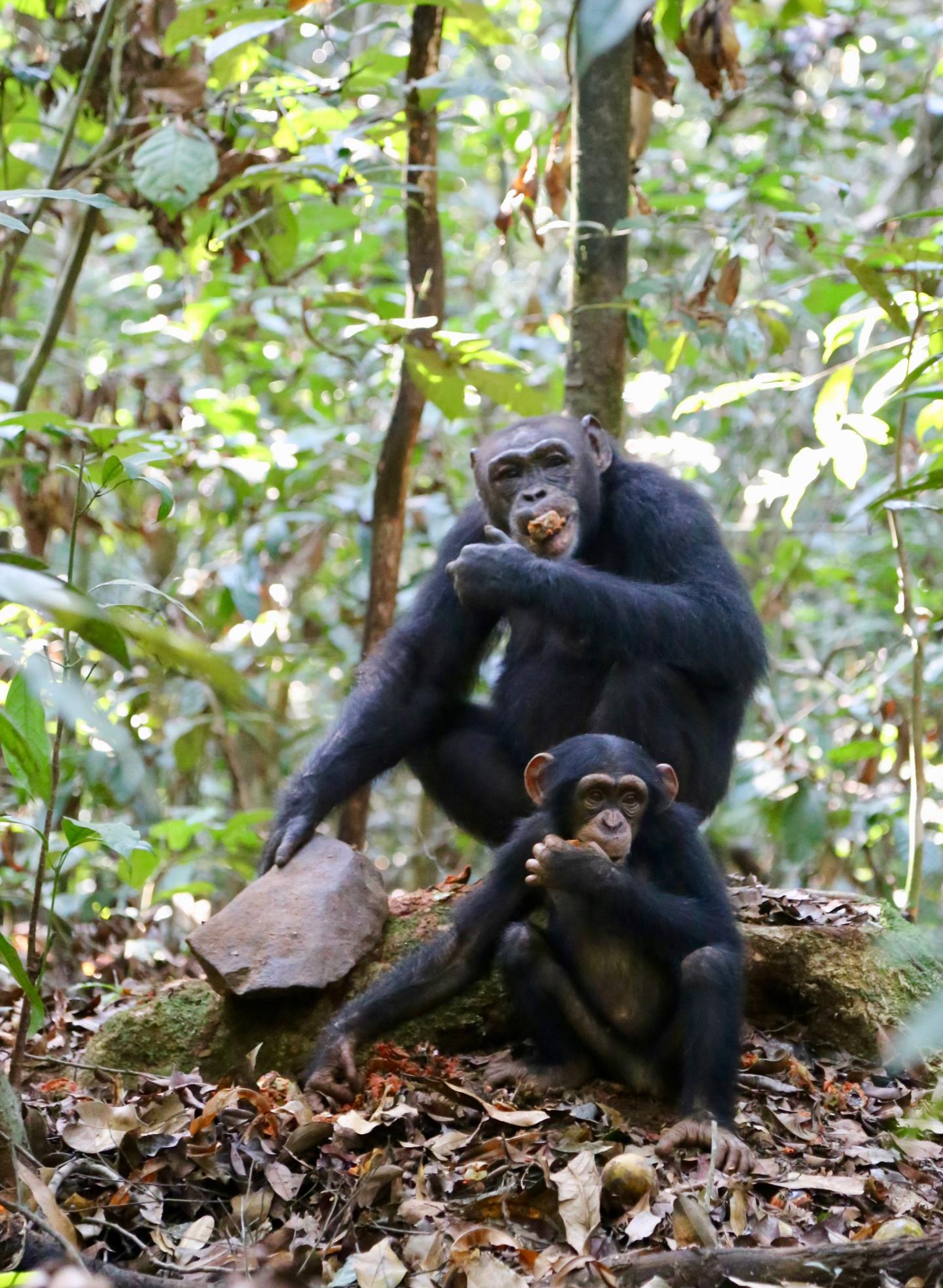 Taï Chimpanzees