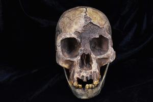 A fossil cast of the skull of Homo Floresiensis