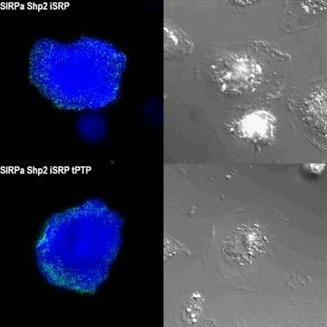 Smart Proteins Make Macrophages Better Cancer-Eating Machines