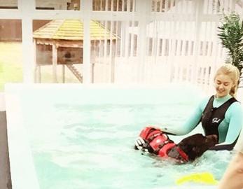 Canine Hydrotherapy Photo