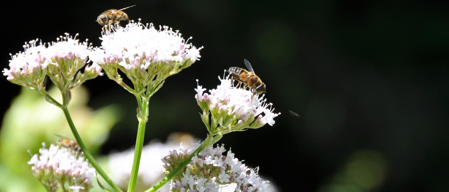 Pollination