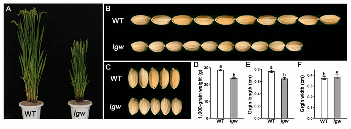 Novel Mutant "Low Grain Weight" Found Affecting Grain Size